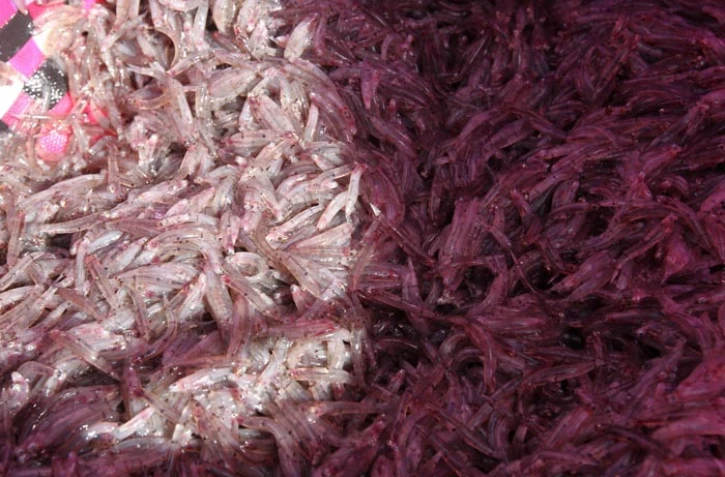 Mardi 17 Janvier 2012

Pêche Bichique à Saint-Denis