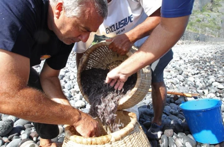 Mardi 17 Janvier 2012

Pêche Bichique à Saint-Denis