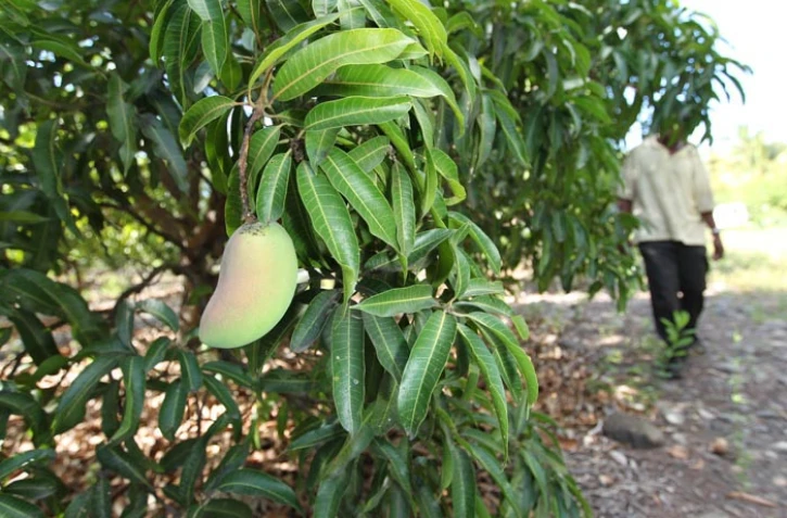 Verger de manguiers dans l'ouest