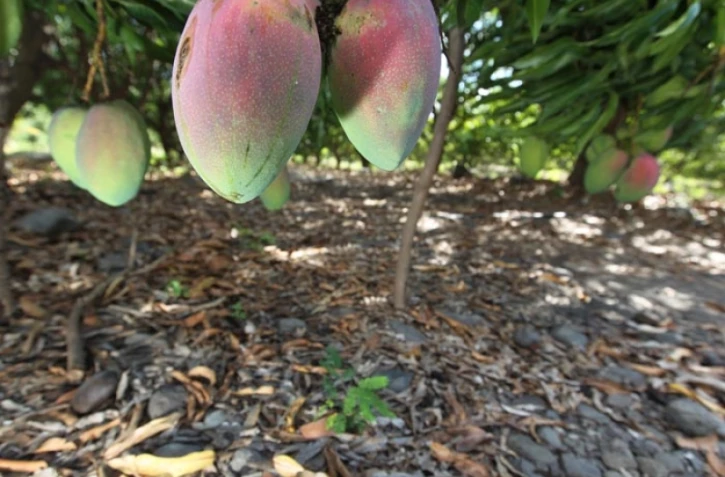 Verger de manguiers dans l'ouest
