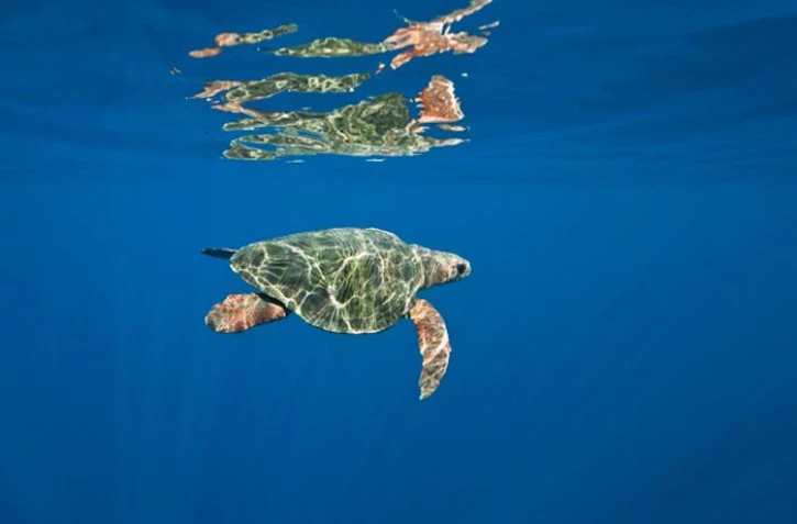 Kélonia a relâché cinq tortues en mer (photo Eric Lamblin)
