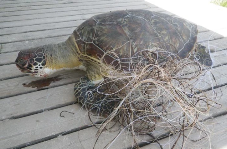 Deux tortues ont été les victimes des fils de pêche (photo Kélonia)