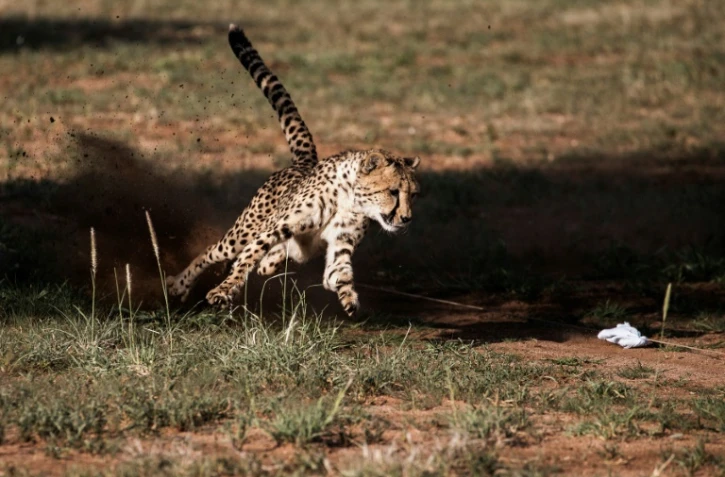 Un guépard en captivité au Cheetah Conservation Fund, à Otjiwarongo en Namibie, le 18 février 2016