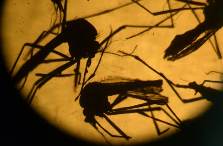 Moustiques de type Aedes 