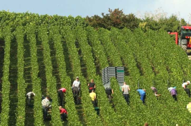 Vendanges à Cumières-en-Champagne, dans la Marne, le 19 septembre 2016