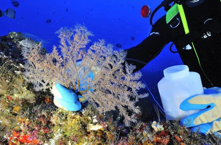 Projet Biolave (photo Arvam)