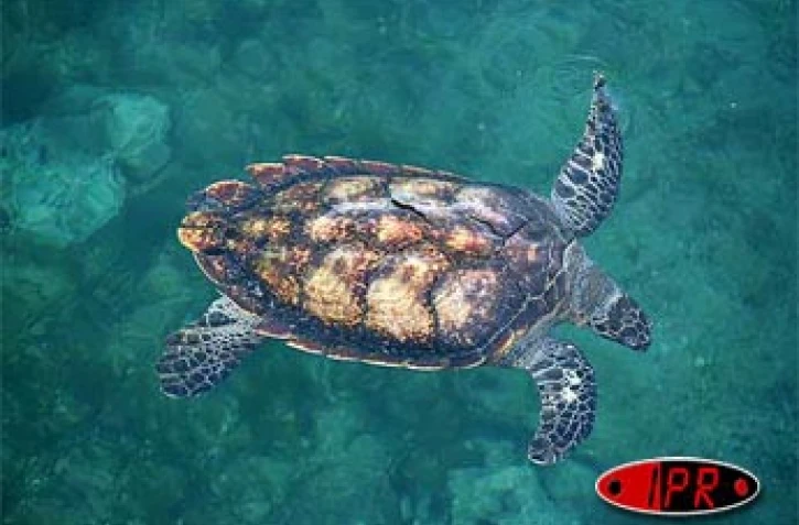 Kélonia (photo archives)