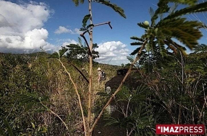 Reconstitution de la forêt semi-sèche de la Grande Chaloupe (photo archives)