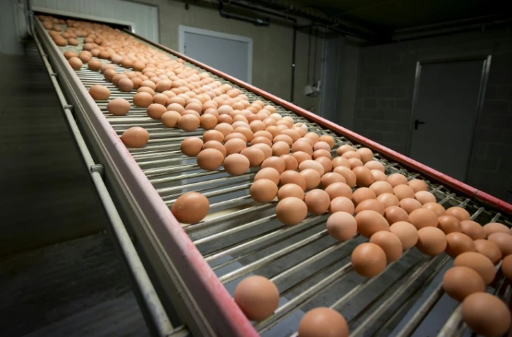 Cinq entreprises françaises "ont reçu des oeufs contaminés" au fipronil provenant des Pays-Bas et de Belgique