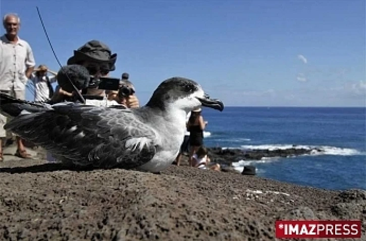 Pétrel (photo archives)