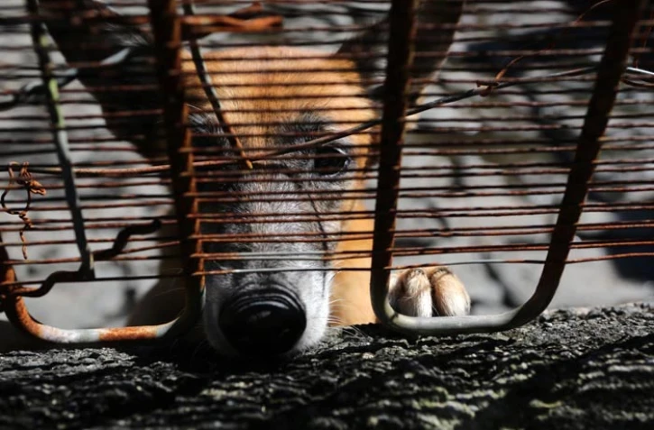 Mercredi 16 Mai 2012
Refuge l'arche de Noé à Sainte- Anne