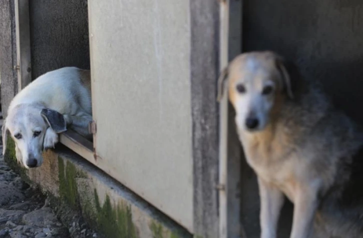 Mercredi 16 Mai 2012

Refuge l'arche de Noé à Sainte- Anne