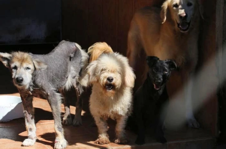 Mercredi 16 Mai 2012
Refuge l'arche de Noé à Sainte- Anne