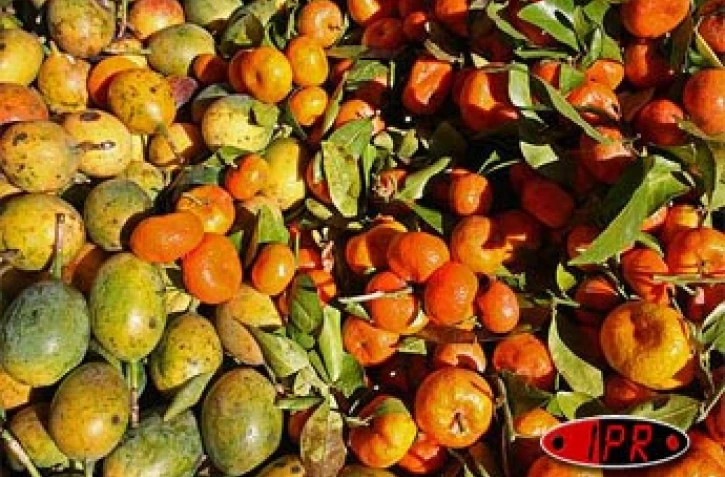 Fruits et légumes au marché (photo archives)