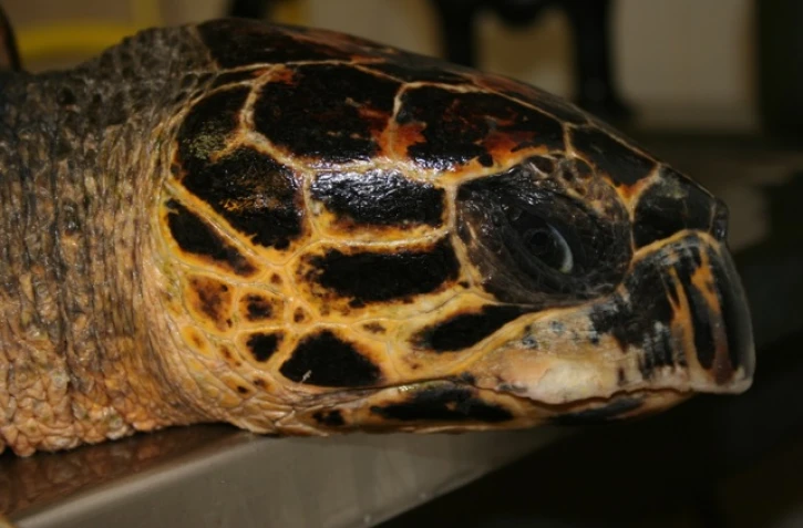 Tortue victime des déchets plastiques (photo Kélonia)