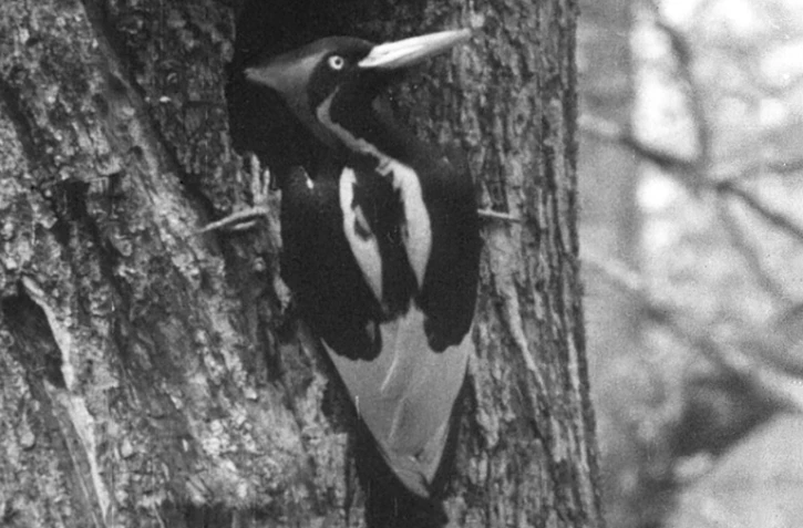 Une photographie d'un pic à bec ivoire en 1935, conservée dans les archives de la Macaulay Library du Cornell Lab of Ornithology