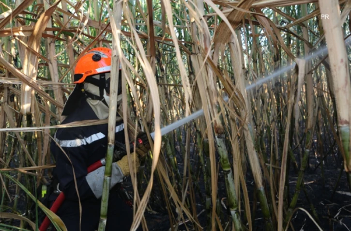 Mardi 3 juillet 20132 - Saint-Denis - Incendie dans des champs de cannes à Domenjod