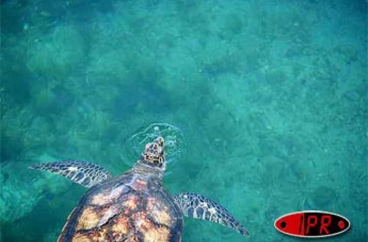 Tortue marine à Kélonia (photo archives)