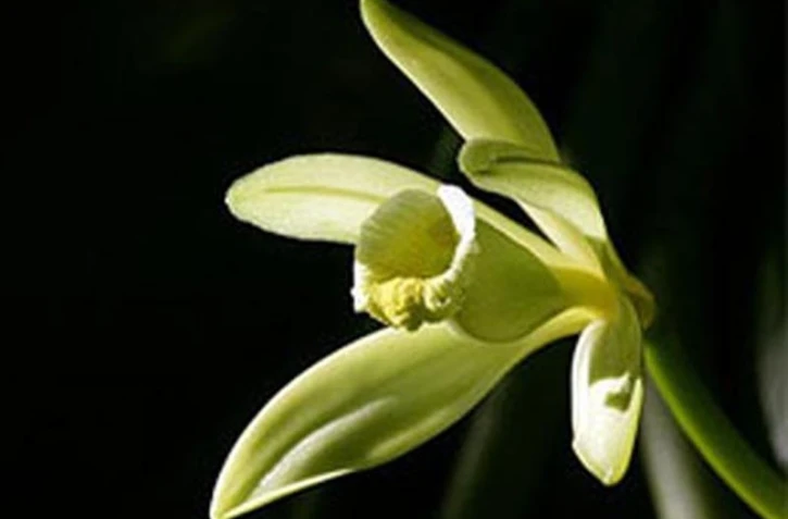 Fleur de vanille (Archives Imaz Press Réunion)