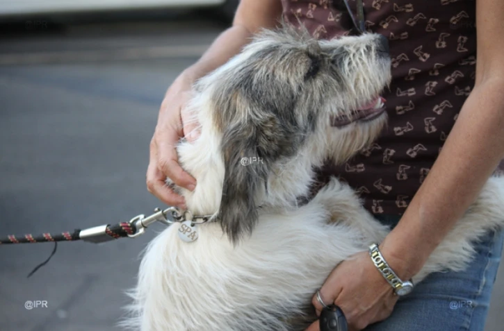 Vendredi 03 Août 2012 

SPA (Société Protectrice des Animaux) Photo Cristelle Belhote