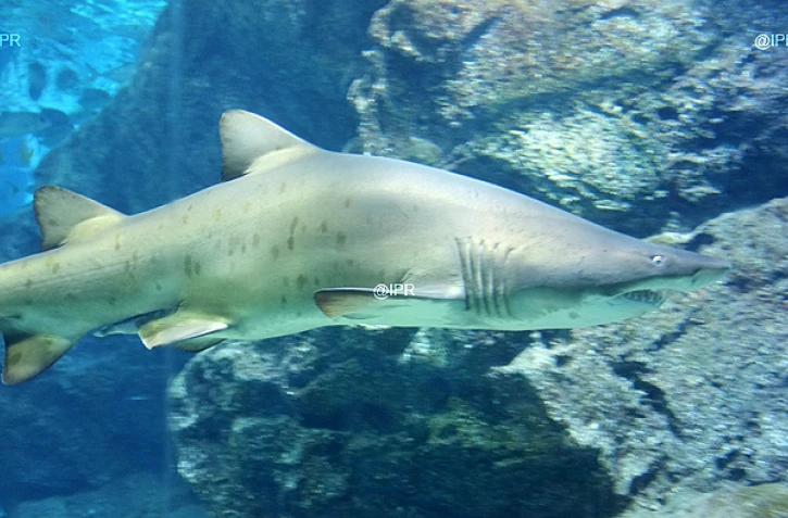 Requin photo imaz press reunion