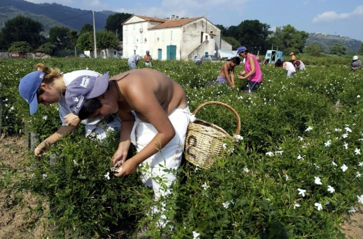 La collecte des fleurs de Jasmin à Grasse le 28 août 2002