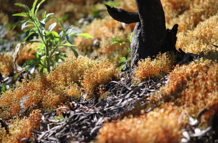 Vendredi 10 Août 2012 Repousse de la végétation du maido sur la route du tévelave 8 mois après l'incendie d'octobre 2011 photo Cristelle Belhote