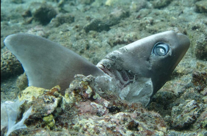 Des cadavres de requins zépines dans le lagon de l'Étang Salé. Ce requin est inoffensif pour l'homme (Photo Vie océane)