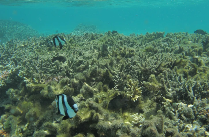 Récif corallien eutrophisé (l'eutrophisation est la modification et la dégradation d'un milieu aquatique- Photo Vie océane)
