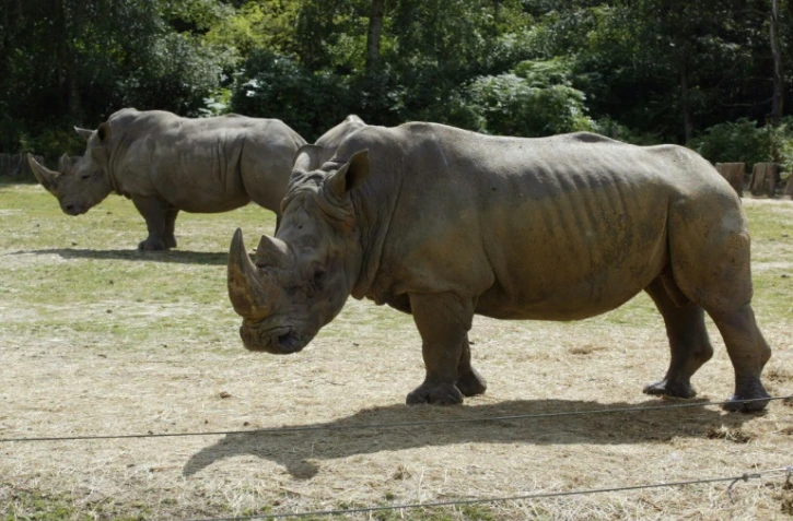 Des rhinocéros au zoo de Thoiry, en région parisienne, le 1er août 2002