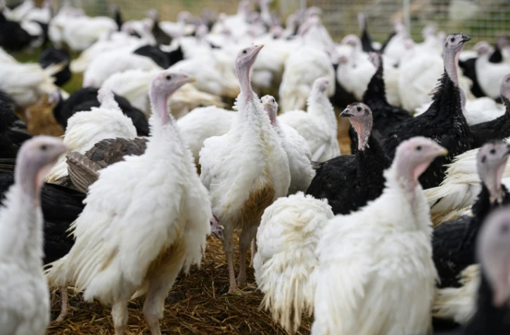 Un élevage de dindes, le 12 octobre 2021 à Oxspring, près de Sheffield, au Royaume-Uni