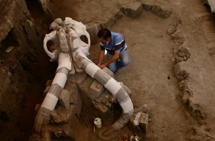 L'archéologue mexicain, Luis Cordoba, travaille sur le crâne gigantesque d'un mammouth à Tultepec, le 24 juin 2016 