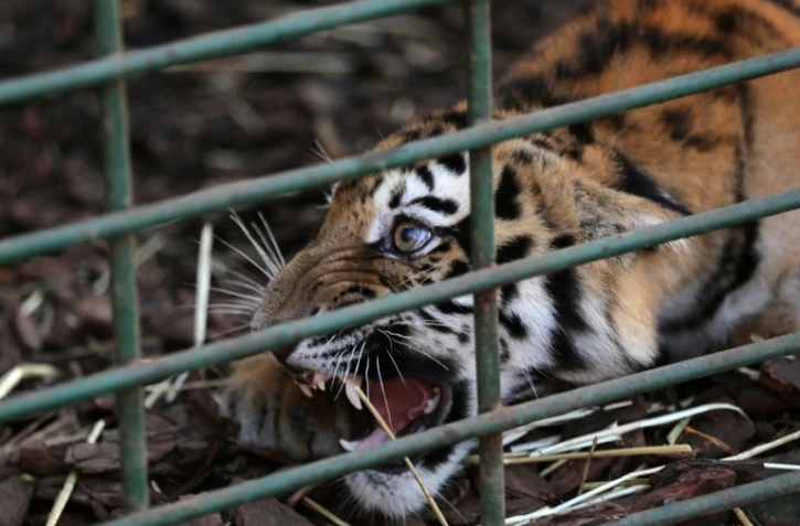 L'un des trois tigres de Sibérie ayant échappé à un trafic clandestin présumé à Aley, au Liban, le 10 juillet 2017