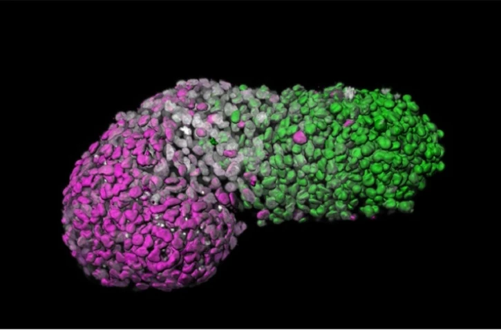Image non datée diffusée le 11 juin par l'Université de Cambridge montrant un modèle humain d'embryon, développé à partir de cellules souches embryonnaires humaines, aux premiers stades de son développement