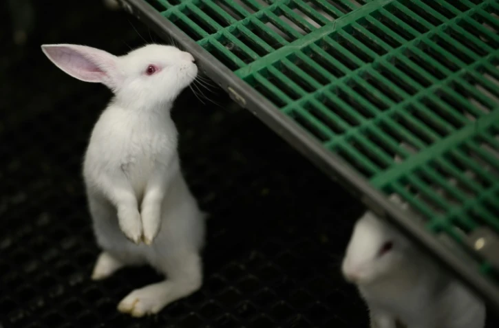 Dans l'élevage de Guillaume Godard à Chemillé-en-Anjou, dans le Maine-et-Loire, le 22 juin 2023