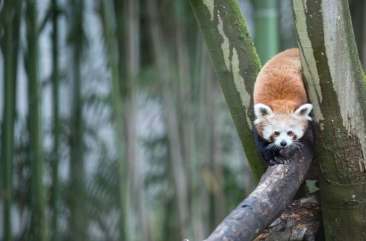 Le panda roux lors de l'inauguration de l'espace asiatique au zoo de Mulhouse le 15 juin 2016