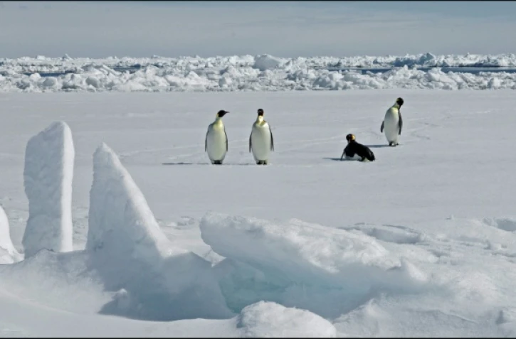 Photographie diffusée par le British Antarctic Survey le 8 avril 2026, montrant des manchots empereurs en Antarctique le 13 novembre 2010