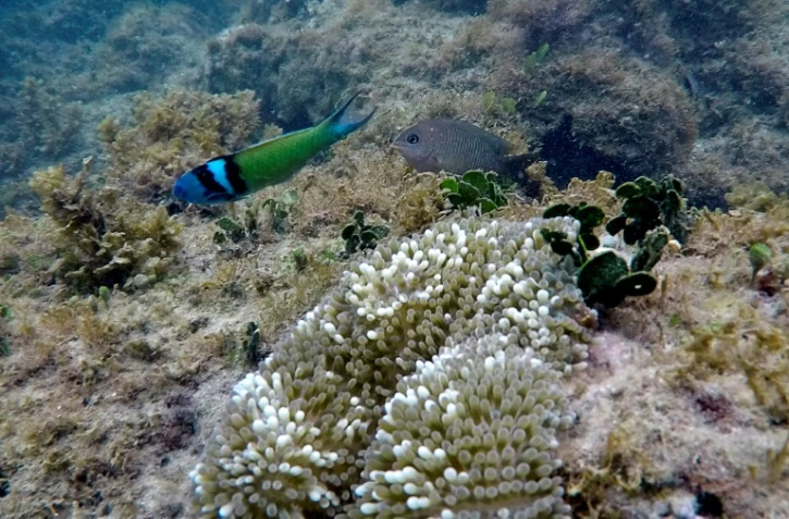 Un récif de corail à Portobelo dans la province de Colon au Panama, le 16 avril 2021