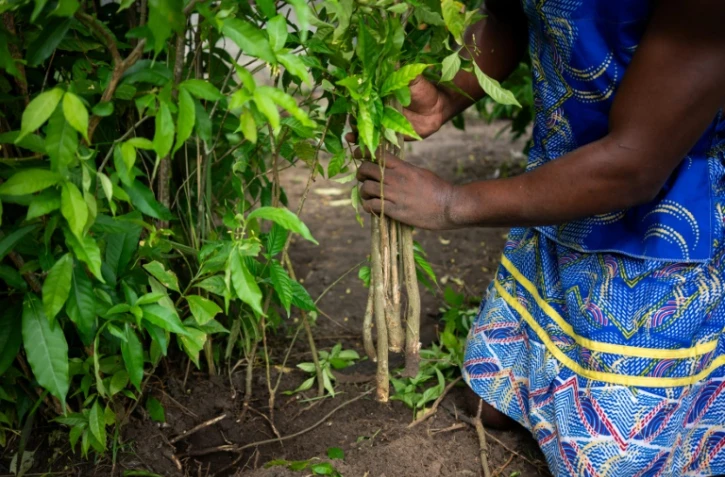 Un initié récolte la racine d'iboga, plante sacrée et psychotrope utilisé pour guérir les addictions, le 13 février 2025 à Akanda, au Gabon