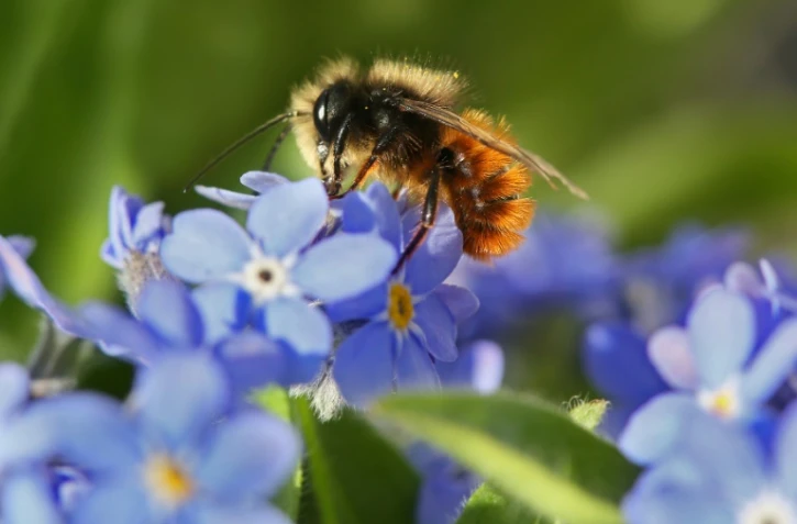 Le déclin des pollinisateurs comme les abeilles menace une partie de la production agricole mondiale