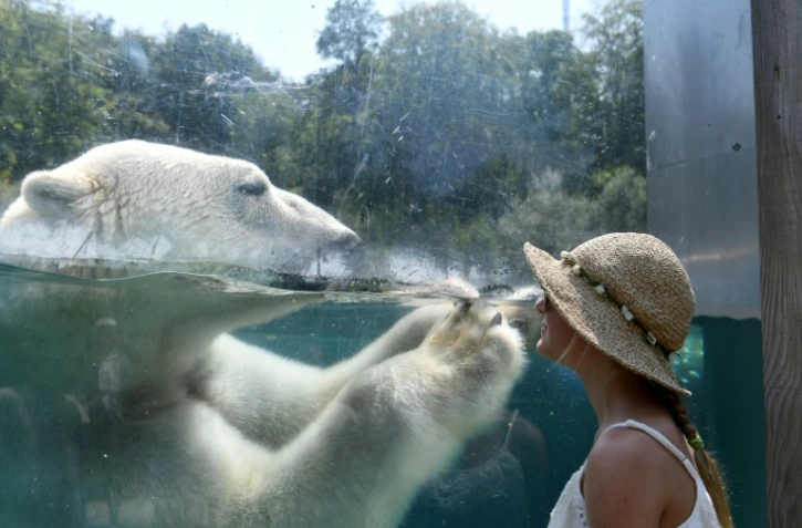 Une femme regarde à travers une vitre une ours polaire qui se rafraîchit dans une piscine d'un zoo de Mulhouse, dans l'est de la France, le 3 août 2018