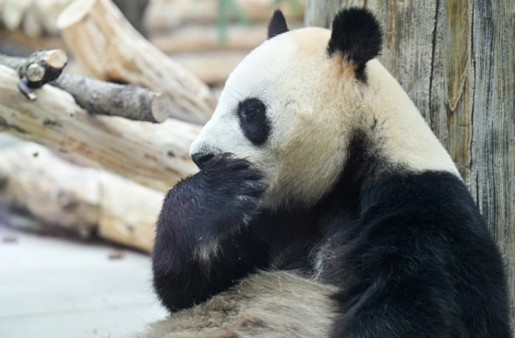 Un panda à la Base de recherche sur l'élevage des pandas géants, le 28 juin 2026 à Chengdu, dans la province chinoise du Sichuan  
