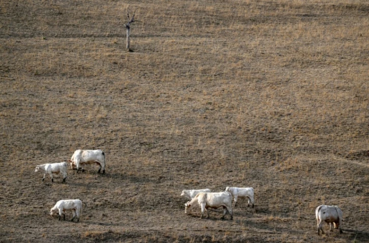 Des vaches dans un champ asséché à Saint-Nizier-sous-Charlieu, dans la Loire, le 15 août 2026