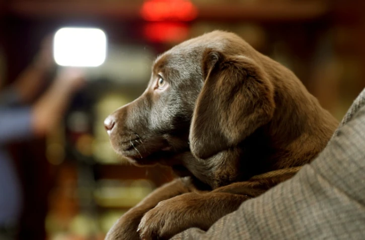 Alors qu'elle collectait des dons au nom d'actions urgentes à mener pour les animaux maltraités, la Fondation utilisait une partie des fonds pour se constituer un patrimoine de rapport