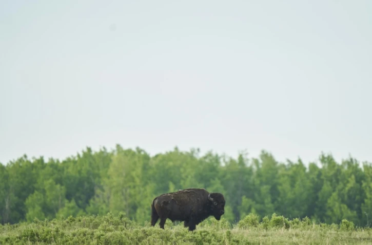 Un bison dans le Parc national d'Elk Island, près d'Edmonton, le 24 mai 2023 dans la province de l'Alberta, au Canada