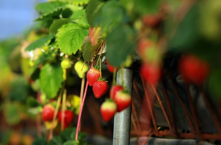 Des fraises mûres à Cendrieux, le 29 décembre 2015