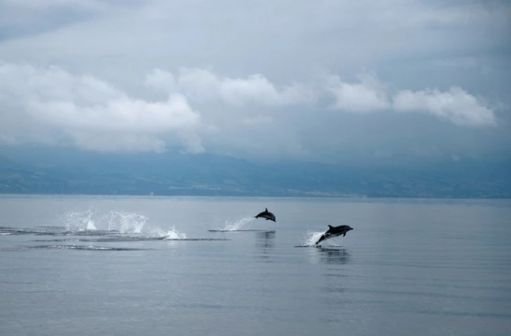 Des dauphins dans l'océan Atlantique au large des Açores le 2 juin 2015