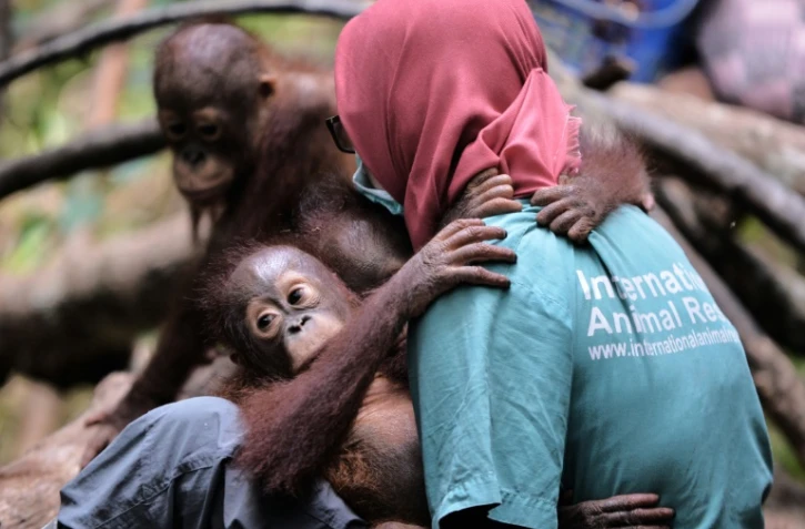 Un jeune orang-outan tenu par un membre d'une ONG le 4 août 2016 à Ketapang, en Indonésie