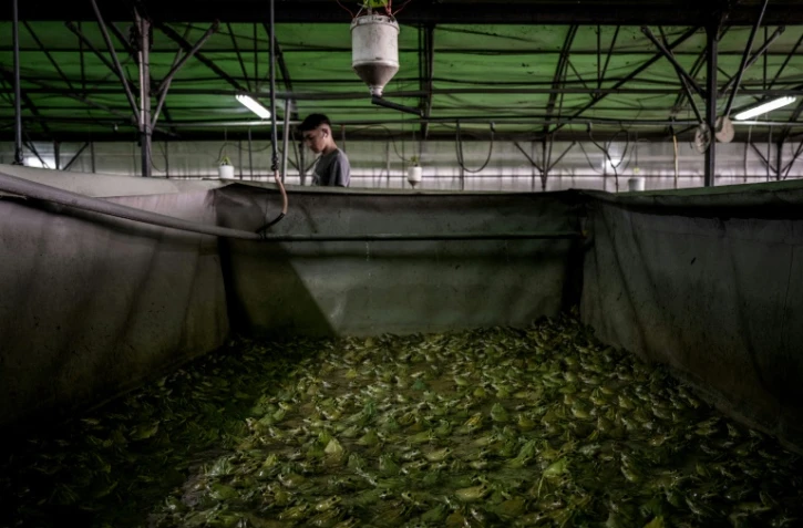 Elevage de grenouilles à Pierrelatte (sud de Lyon), le 30 septembre 2020