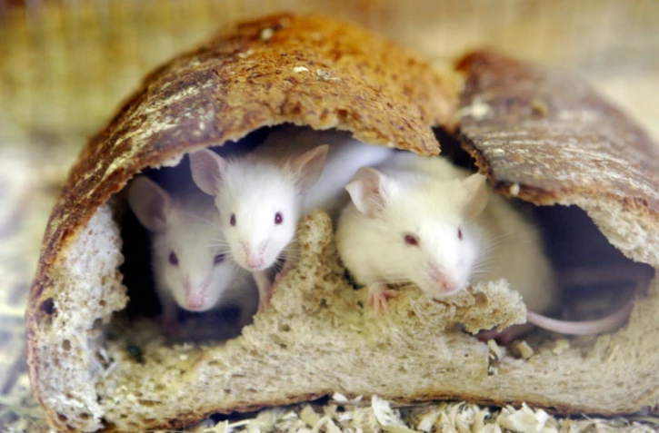 Des chercheurs américains ont transformé des souris en super-machines à manger simplement en stimulant une zone de leur cerveau qui joue un rôle dans le plaisir et la peur.